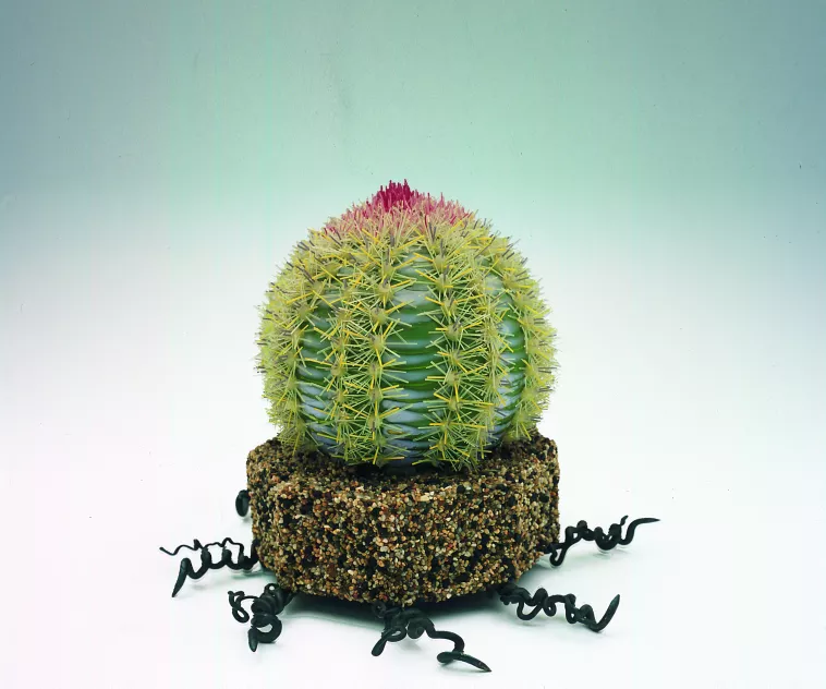 Serie Cactus